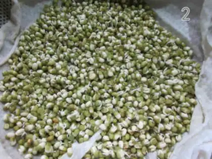 Make Auto green bean sprouts step 4