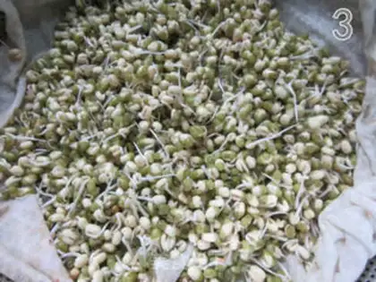 Make Auto green bean sprouts step 5