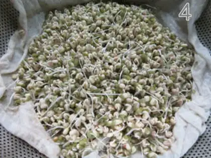 Make Auto green bean sprouts step 6