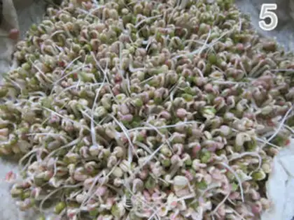 Make Auto green bean sprouts step 7