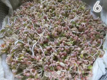 Make Auto green bean sprouts step 8