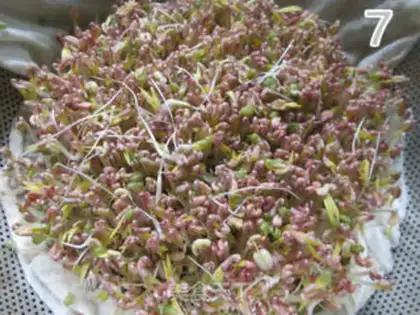 Make Auto green bean sprouts step 9
