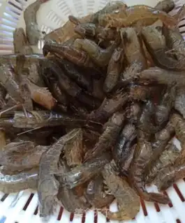 Make Wildfish burning shrimp step 1