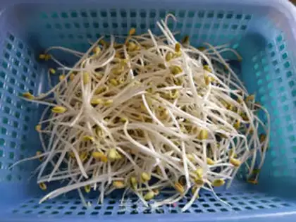 Make A sprouts fan step 0