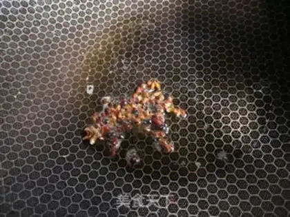 Make Sour beef step 8