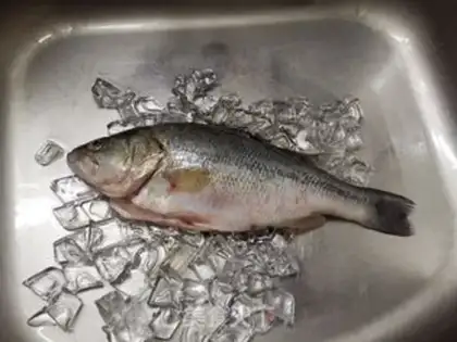 Make Vacuate herring step 0