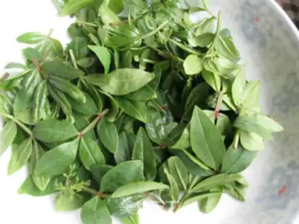 Make A mustard sprouts step 3