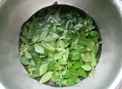 Make A mustard sprouts step 4