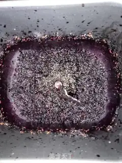 Make Sancho jam step 4