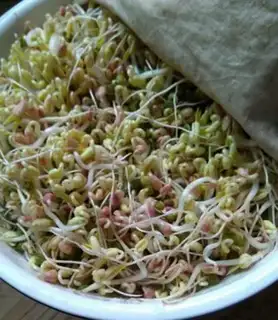 Make Green bean sprouts step 2