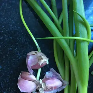 Make Mangomus step 2