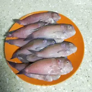 Make Precious parrot fish step 0