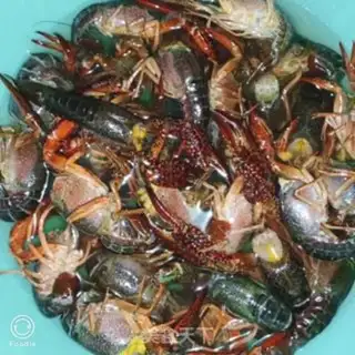 Make Golden garlic lobster step 1