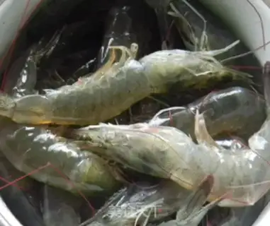 Make Old shrimp step 0