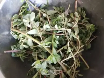Make Horse tooth juice step 1