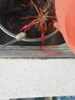 Make Spicy lobster step 1