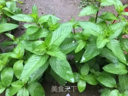 Make Mint rolls step 0