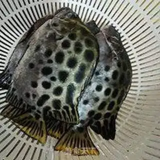Make Vacuated gold drumfish step 0