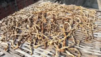 Make Homemade bean horn dry step 6