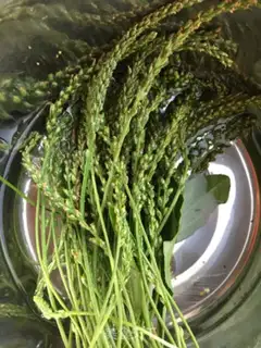 Make Weed tea in front of the car step 0