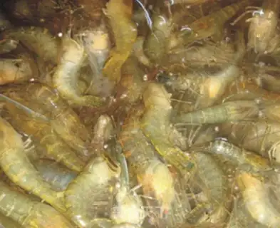 Make Salt-water shrimp step 0