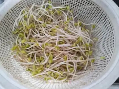 Make Soybeans sprouts step 4