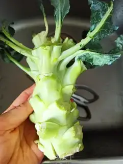 Make Pickles orchids step 0