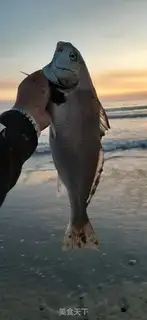 Make Homemade fish step 0
