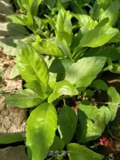 Make Garlic for the moon step 0
