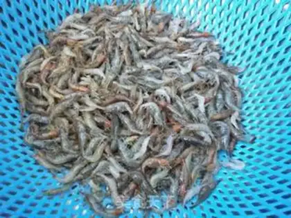 Make Spicy shrimp step 1