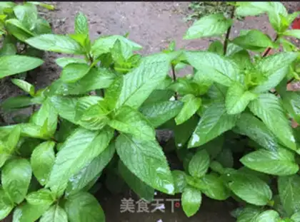 Make Lemon honey mint tea step 4