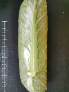 Make The cabbage step 9