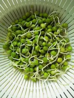 Make Peas sprouts step 0