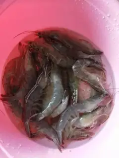 Make Garlic fan steamed shrimp step 0