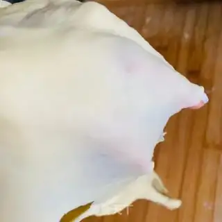 Make Hot dog rolls step 6