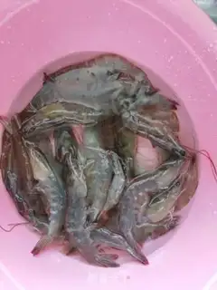 Make Shrimp step 0