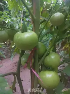 Make Spicy and green tomatoes step 0