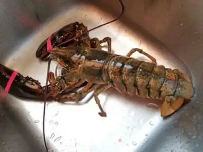 Make Garlic cheese lobster step 0