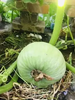 Make Pumpkin willow noodles step 0