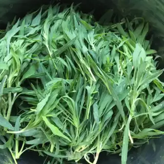 Make A sprouts of oil broom step 0