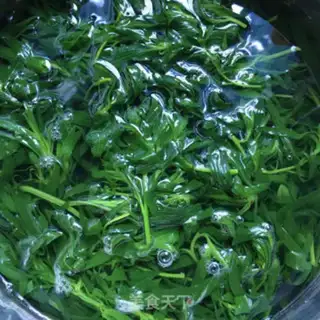 Make A sprouts of oil broom step 2