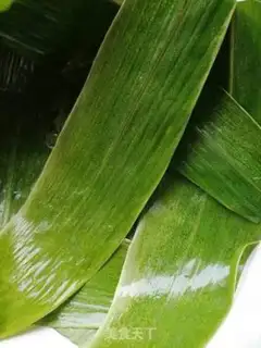 Make Spam step 1