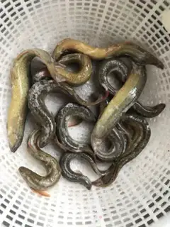 Make Sandpot mud step 1