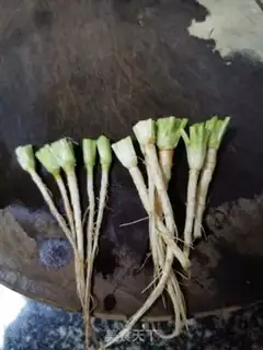 Make Preciousseed oil step 4