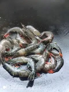 Make Seafood congee step 9