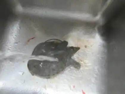 Make Vacuated nailfish step 1