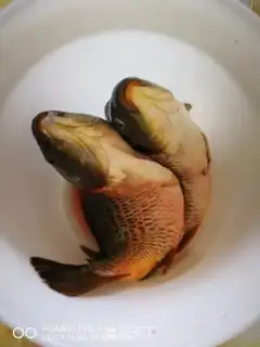 Make Fish step 2
