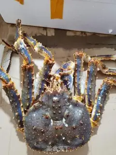 Make Ginger onion steams the king crab step 0