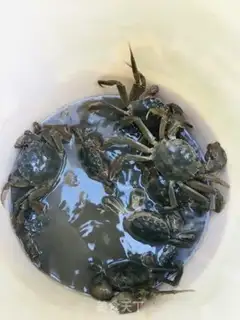 Make Steam crabs step 0