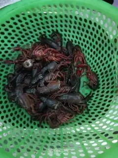 Make Beer lobster step 0